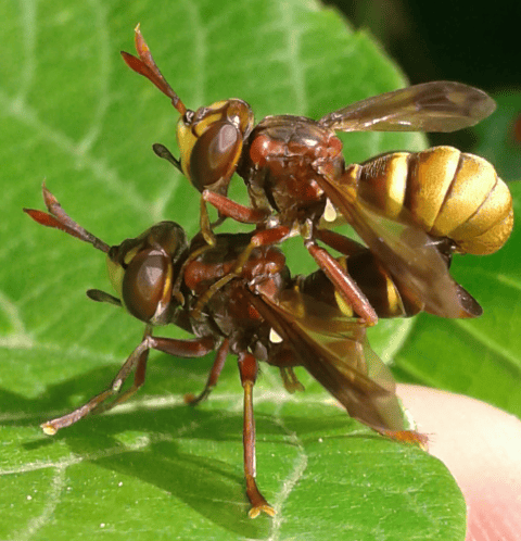 Conopidae : coppia di Conops vesicularis?